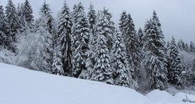 IMG 4477