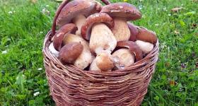 Zber-hub-orava-kosik-hriby-nizna-37